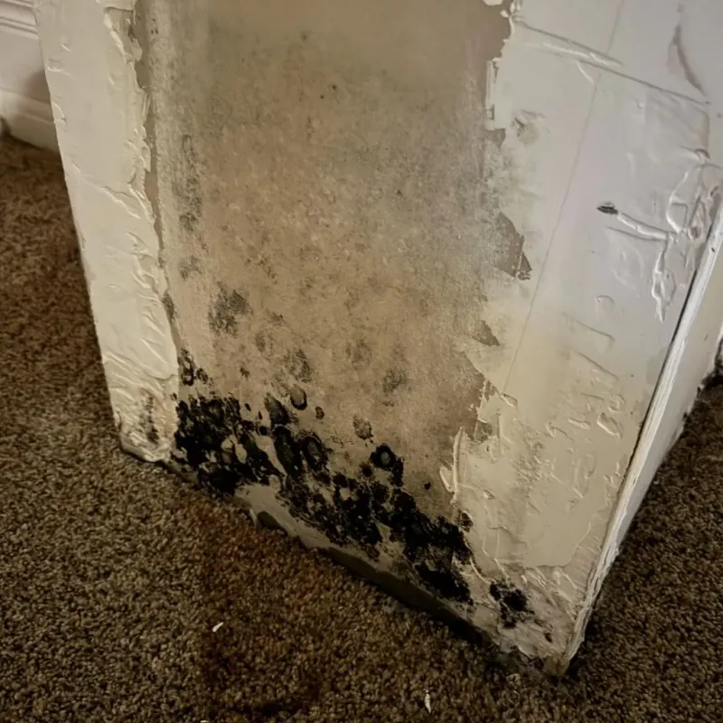 Professional Mold Removal in High Point, NC
